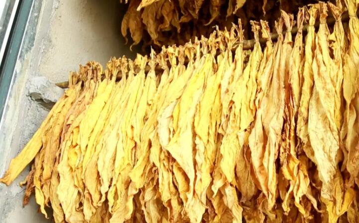 木屑顆粒燃料烘烤煙葉可以嗎？